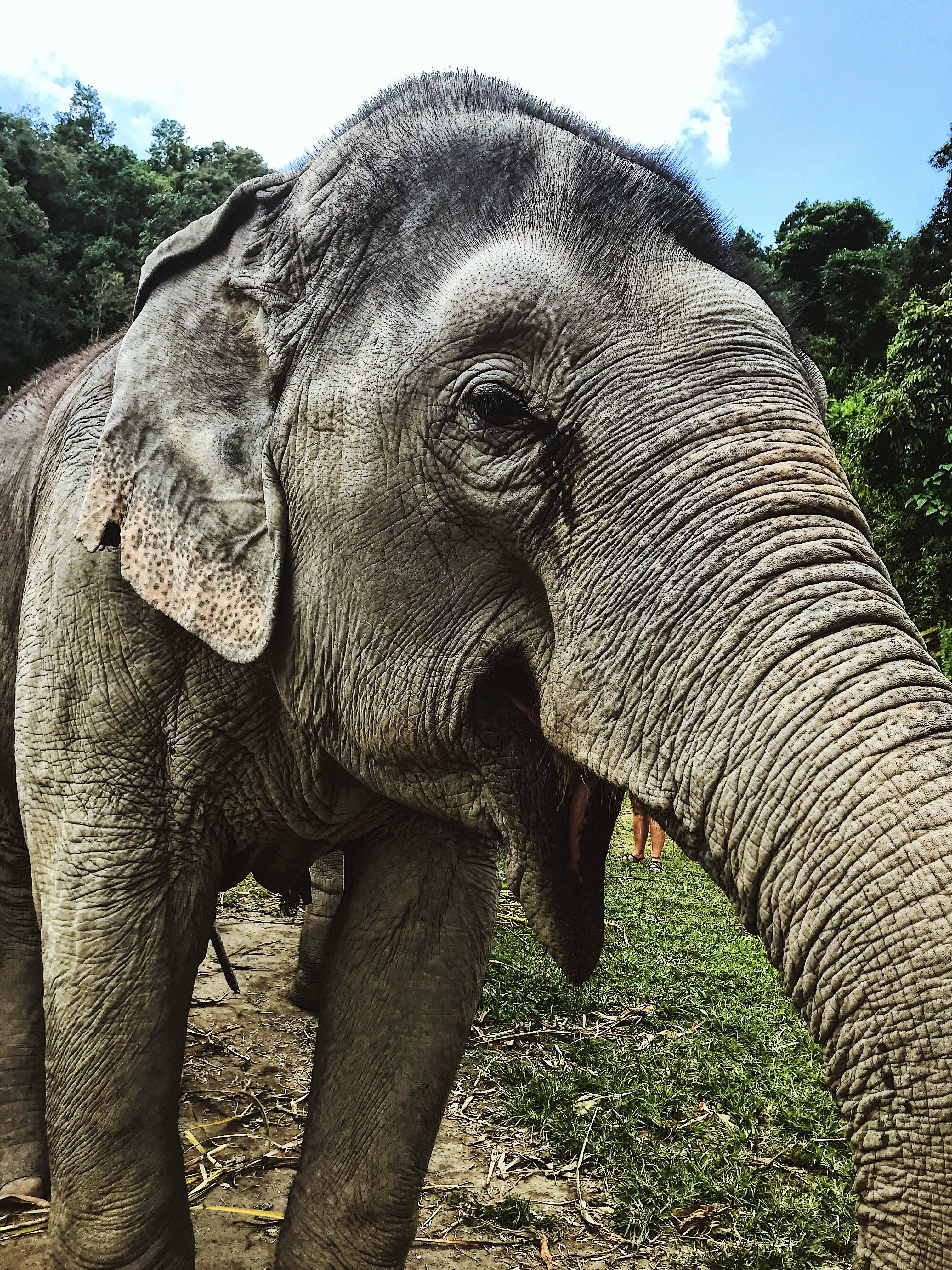 Peter the Elephant at Elephant Jungle Sanctuary Chiang Mai