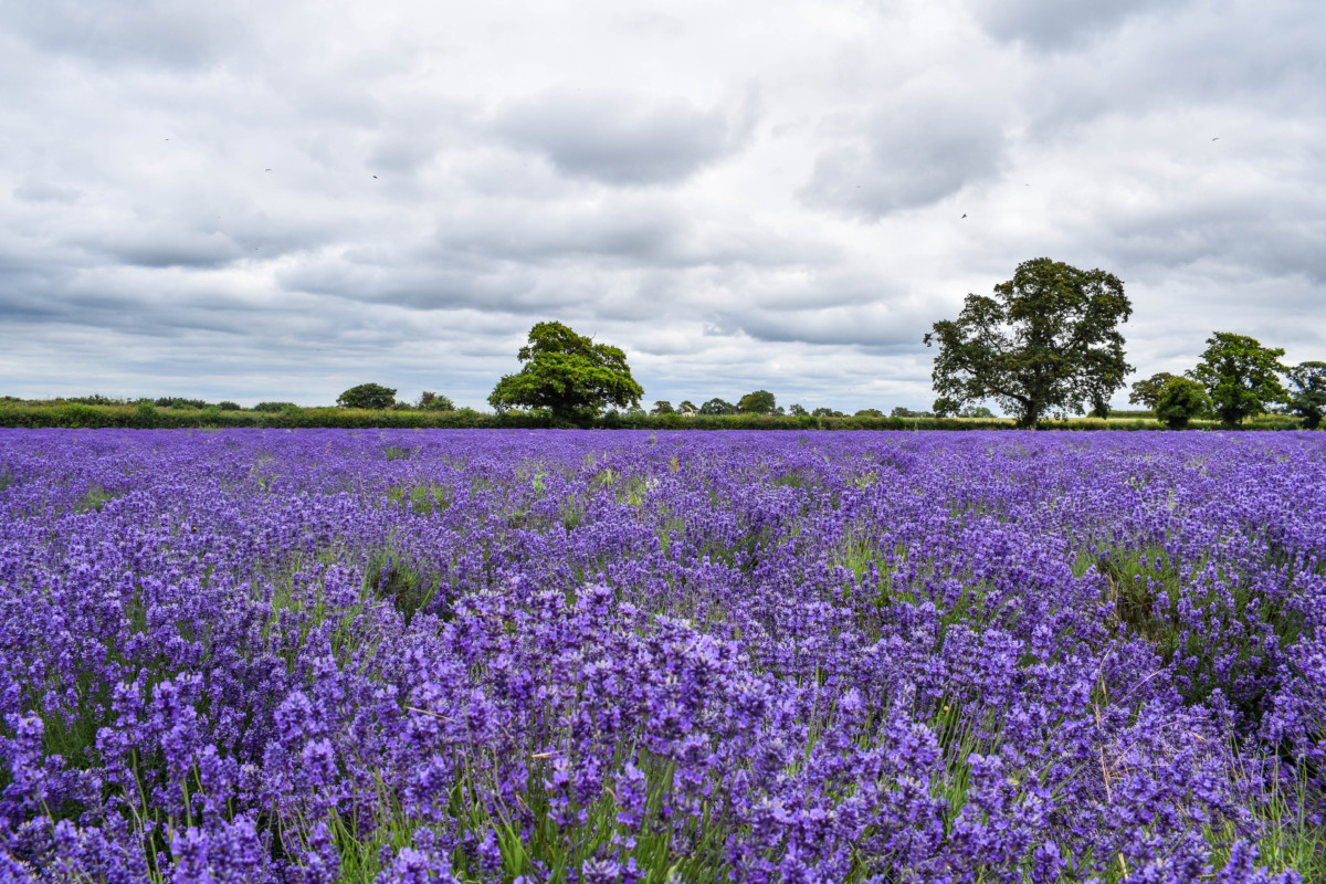Somerset Lavender Farm by Part-Time Passport