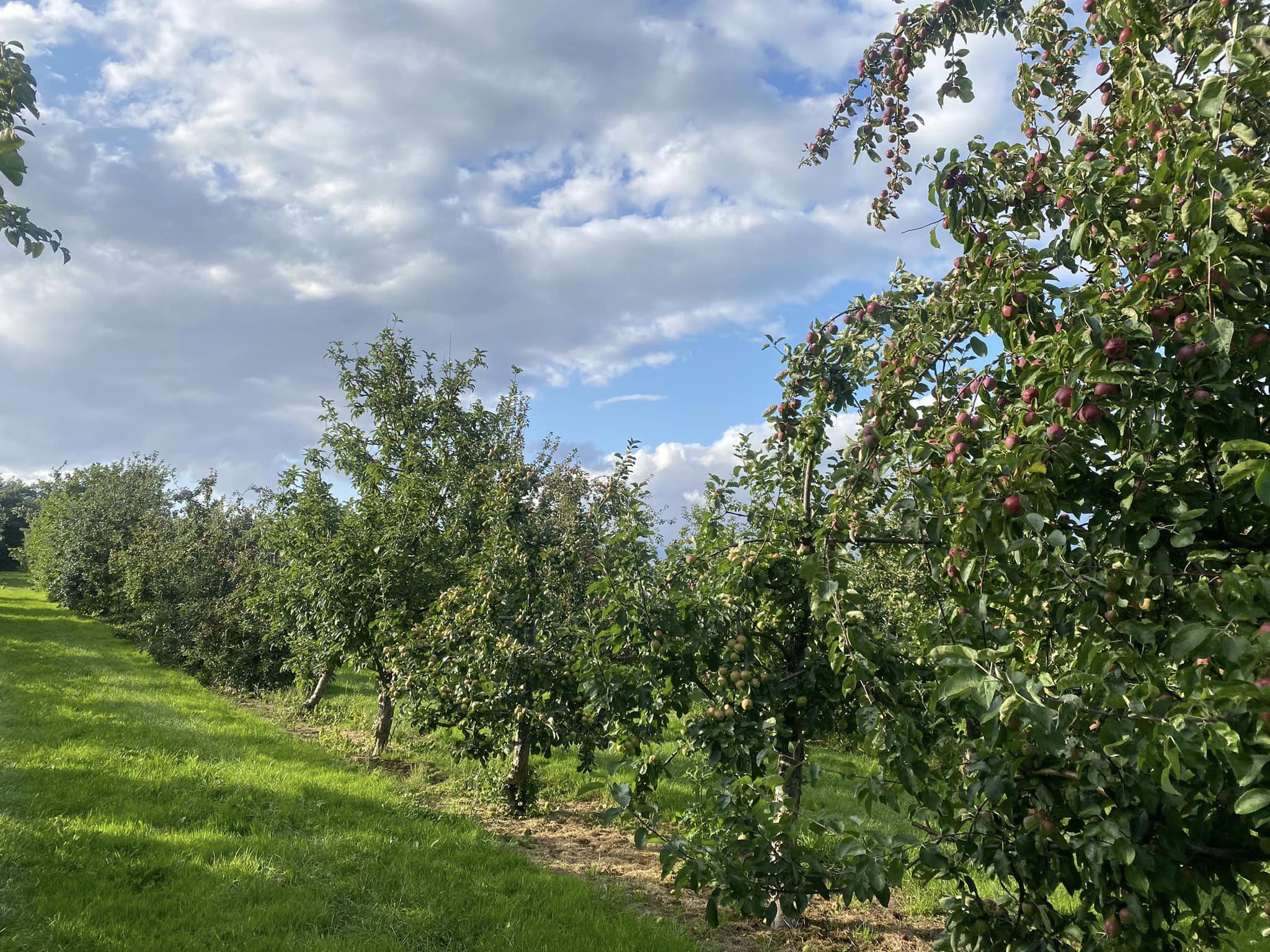 Exhibition orchard at Myrtle Farm